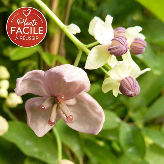 Akébie 'silver bells' - akebia quinata 3l - 90/120cm