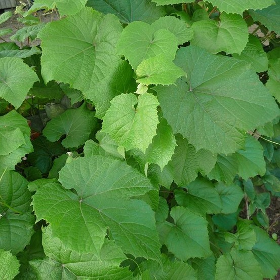 Vigne de coignet - vitis coignetiae 3l - 60/90cm