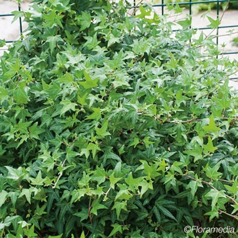 Lierre 'needlepoint' - hedera helix 3l - 60/90cm