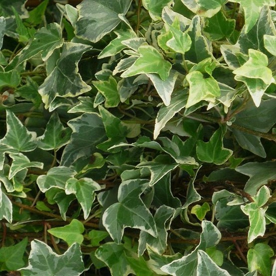 Lierre des bois 'little diamond' - hedera helix 3l - 60/90cm