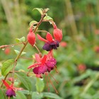 Fuchsia 'lady boothby®' 3l