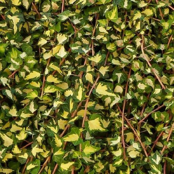 Lierre 'goldheart' - 'oro di bodigliasco' - hedera helix 3l - 60/90cm