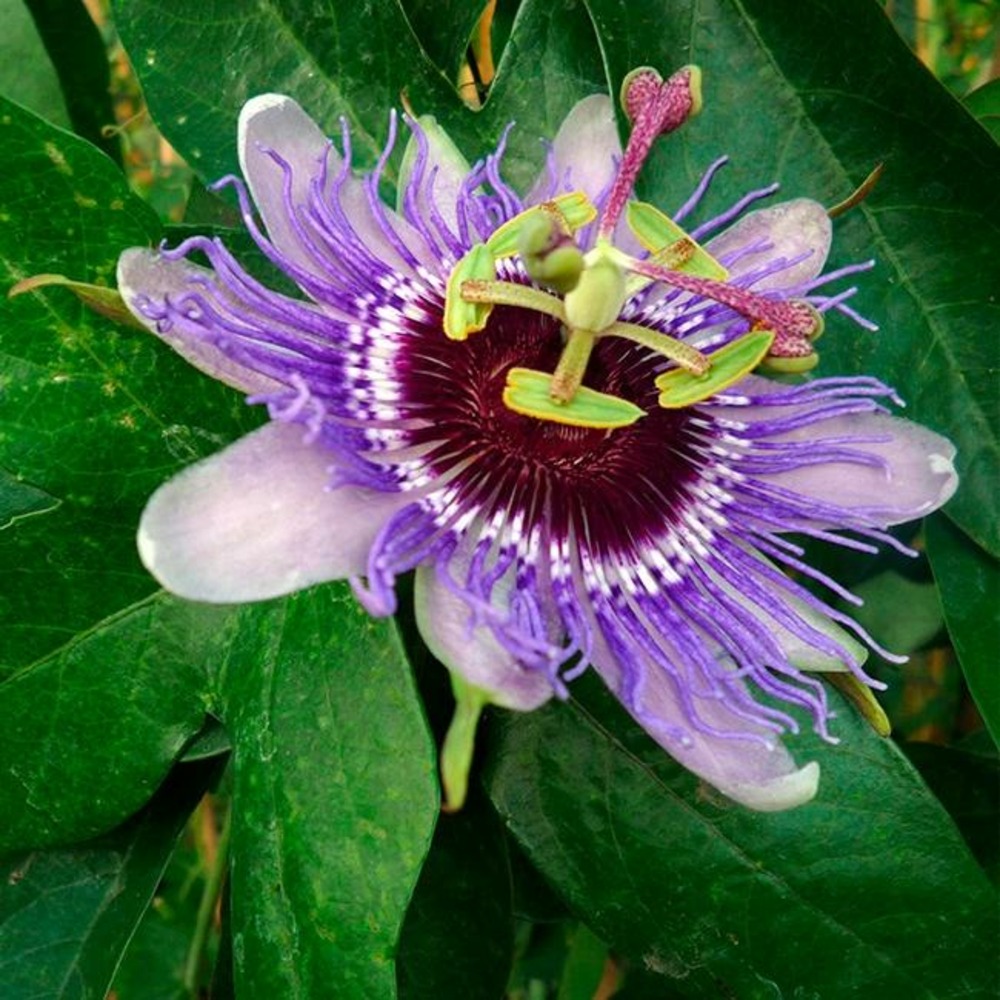 Passiflore 'purple haze' passiflora fleur de la passion 3l
