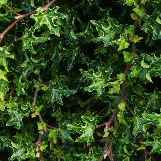 Lierre des bois 'ivalace' - hedera helix 3l - 60/90cm