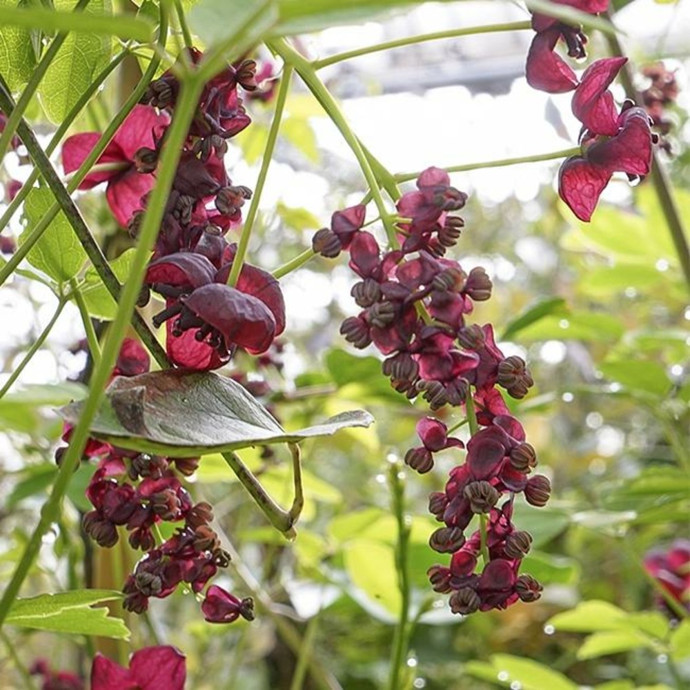 Akébie - akebia quinata 3l - 60/90cm