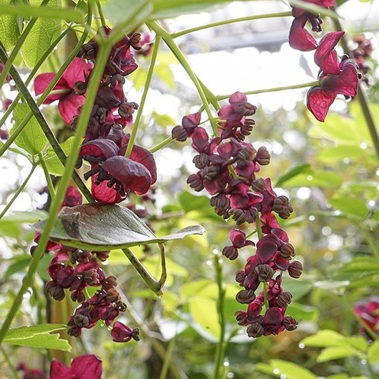 Akébie - akebia quinata 3l - 60/90cm