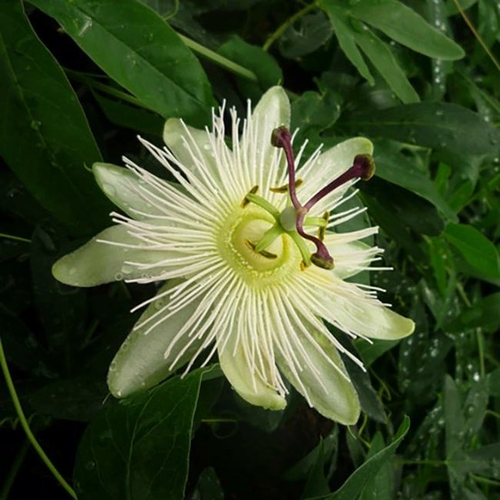 Passiflore 'constance elliot' - passiflora caerulea 3l - 60/90cm