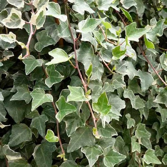 Lierre des bois 'glacier' - hedera helix 3l - 60/90cm