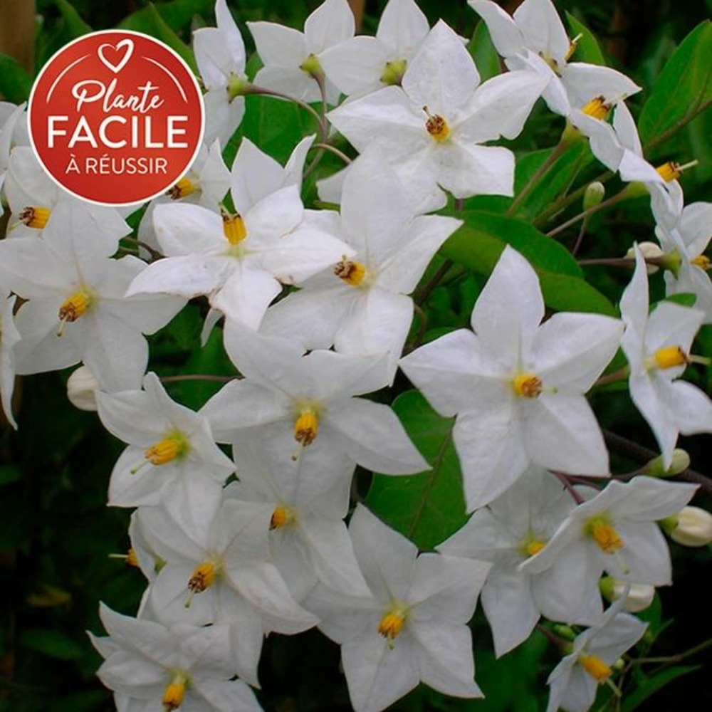 Morelle faux-jasmin 'album' - solanum jasminoïdes 3l - 60/90cm
