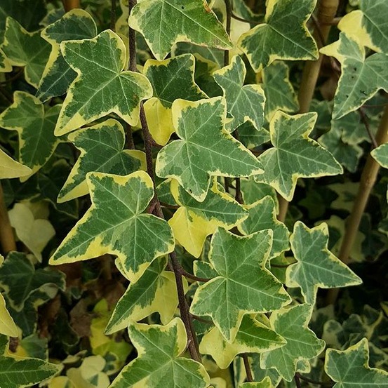 Lierre commun 'goldchild' - hedera helix 3l - 60/90cm