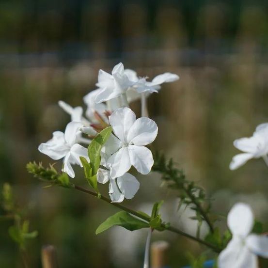 Dentelaire du cap - plumbago capensis alba 3l - 60/90cm