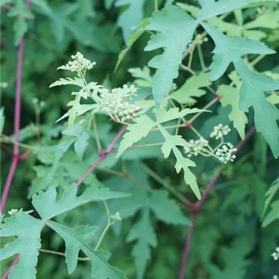 Vigne vierge