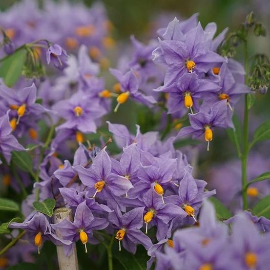 Morelle faux-jasmin 'glasnevin' - solanum crispum 3l - 60/90cm