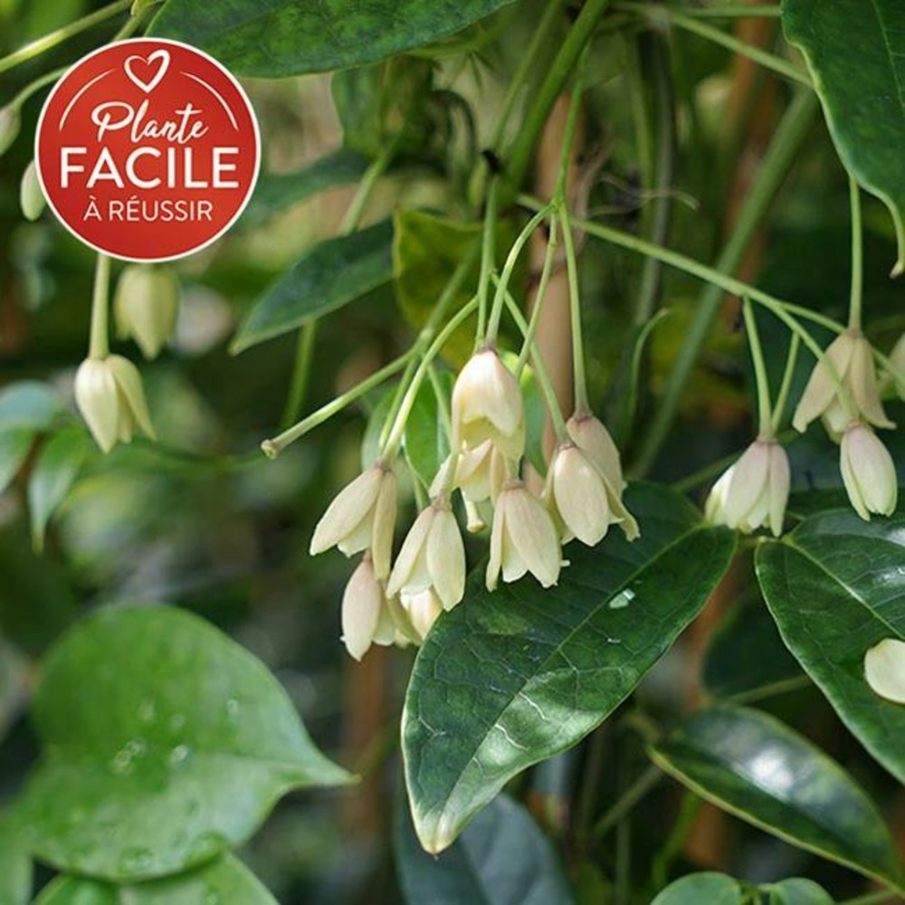 Holboellia coriacea - vigne bleue de chine 3l - 60/90cm