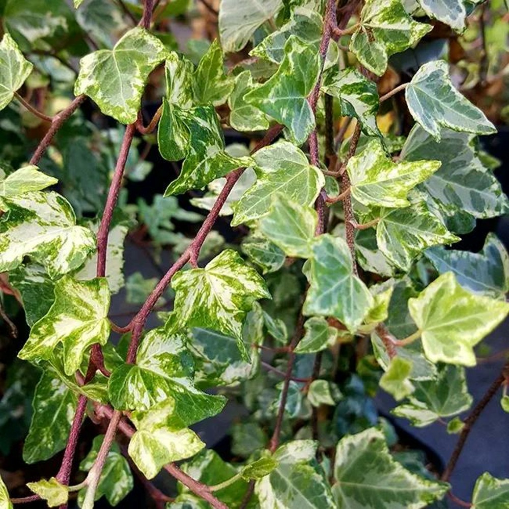 Lierre panaché 'tricolor' - hedera helix 3l - 60/90cm