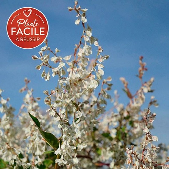Renouée d'aubert - polygonum aubertii 3l - 60/90cm