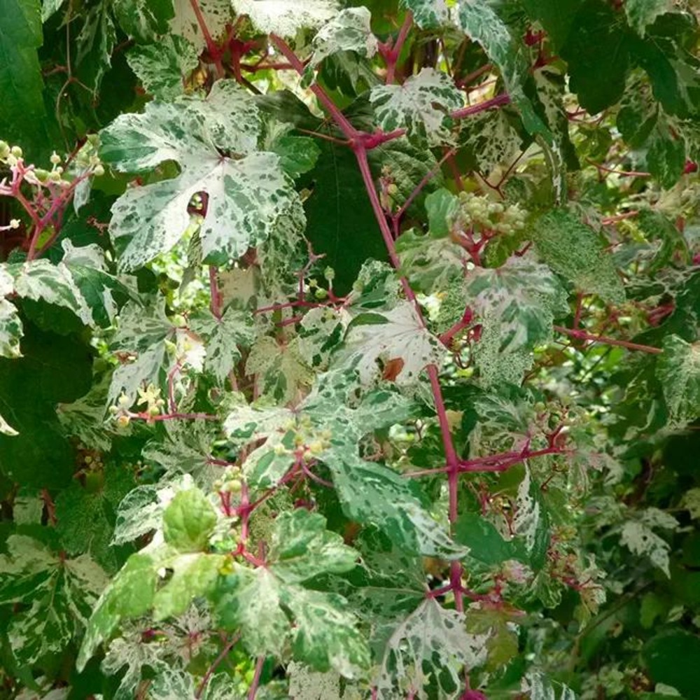 Vigne vierge 'elegans' - ampelopsis brevi 3l