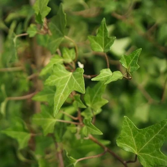 Lierre des bois 'shamrock' hedera helix 3l - 60/90cm