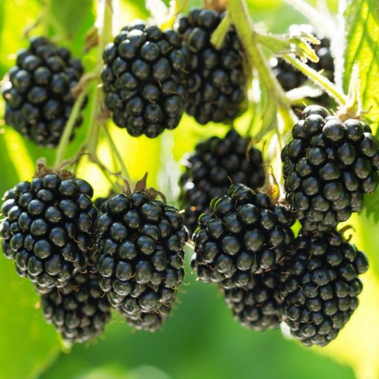 Plante mûrier black satin bio, sans épines - lot de 4