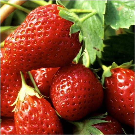 Plant fraisier remontante mara des bois bio - lot de 8 (livraison offerte)