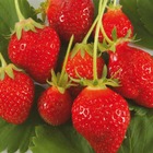 Plant fraisier remontante cirafine bio - lot de 4