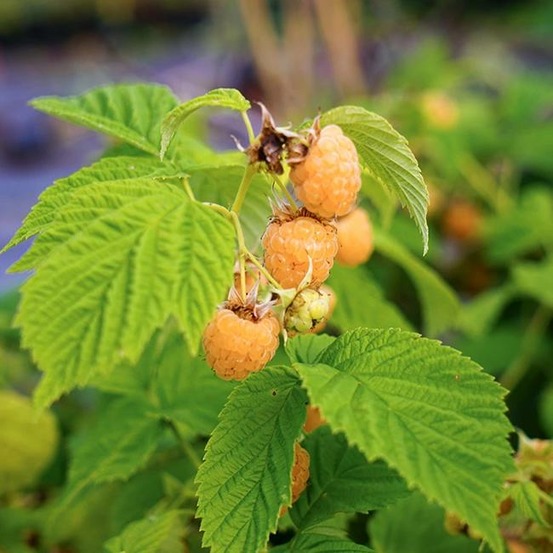 Framboisier remontant 'fall gold' - rubus idaeus 1,5l - 40/60cm