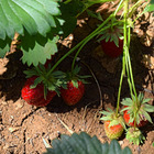6 plants fraisier mara des bois motte 7 cm