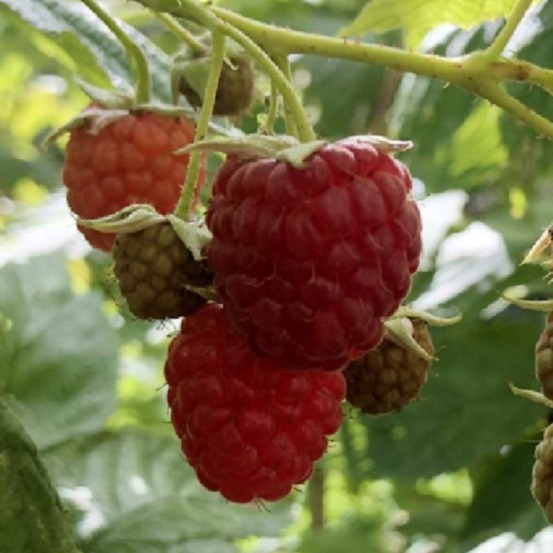 Plante framboisier september bio - lot de 8 (livraison offerte)