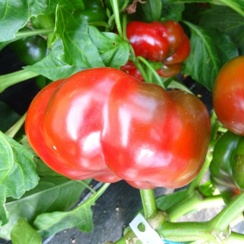 Plant poivron rouge tomate carré bio - lot de 4