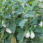 Plant d'aubergine blanche oeuf bio - lot de 4