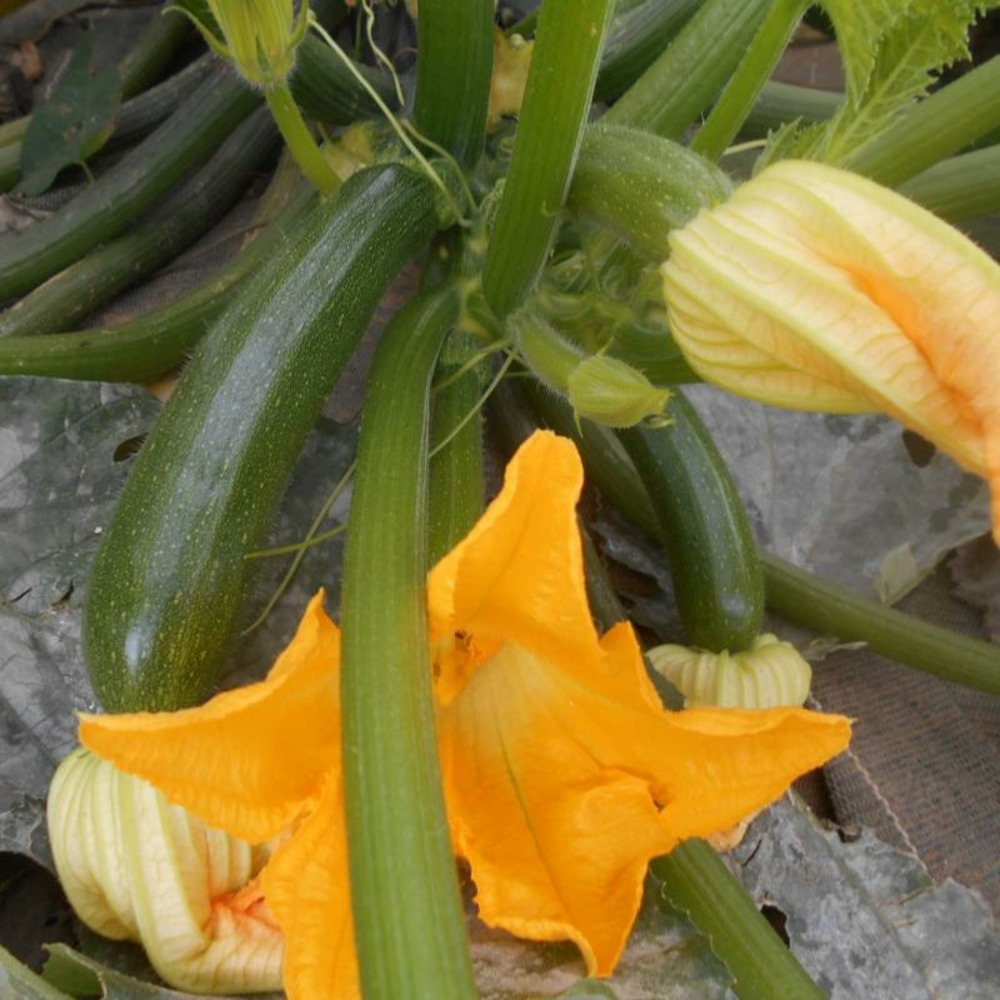 Plant de courgette verte zuboda bio - lot de 8 (livraison offerte)