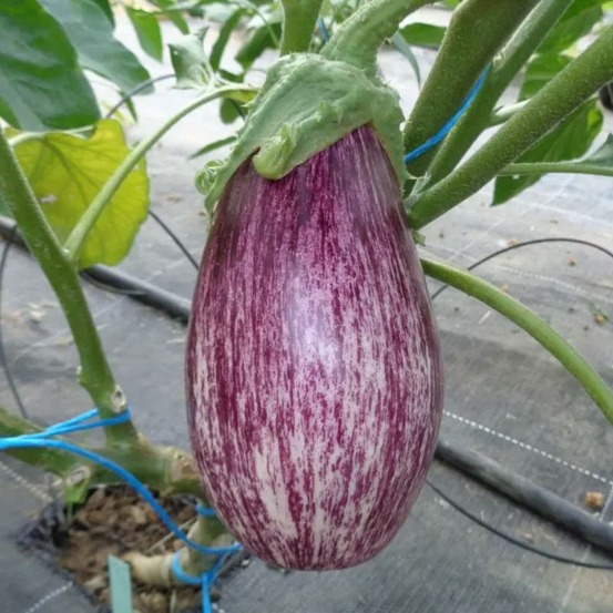 Plant d'aubergine striée zebrina bio - lot de 4