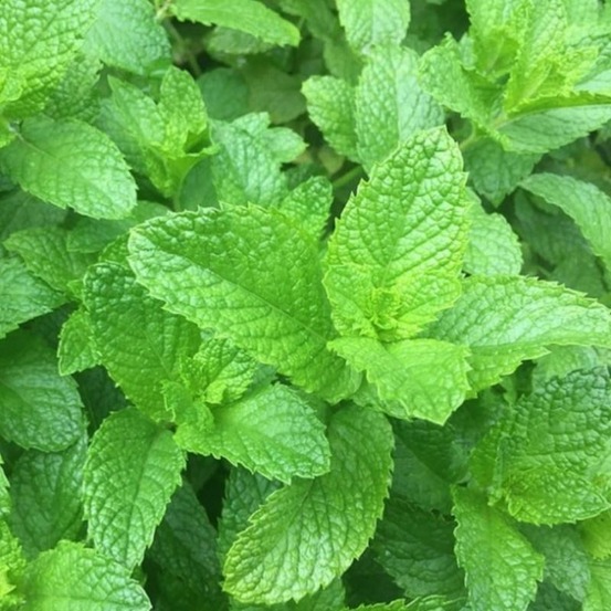 Plant menthe verte (douce) bio - lot de 8 (livraison offerte)