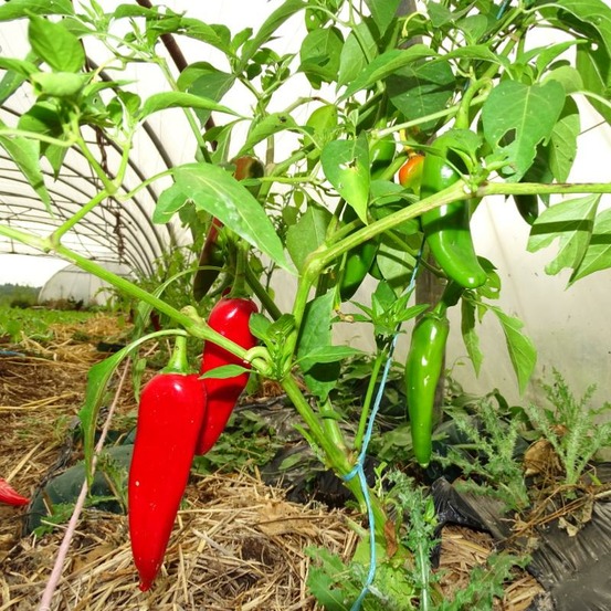 Plant piment végétarien bio - lot de 4