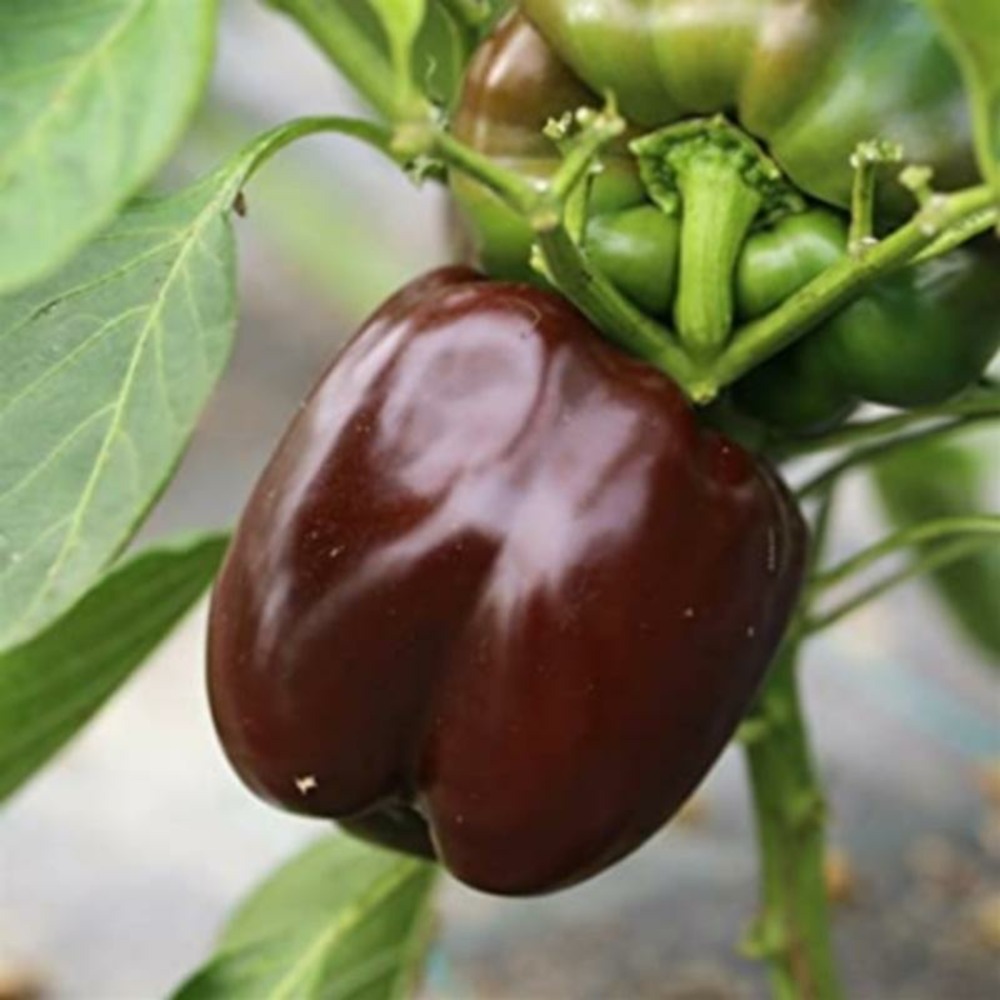 Plant poivron marron choco carré bio - lot de 4