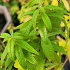 Plant verveine citronné bio - lot de 8 (livraison offerte)
