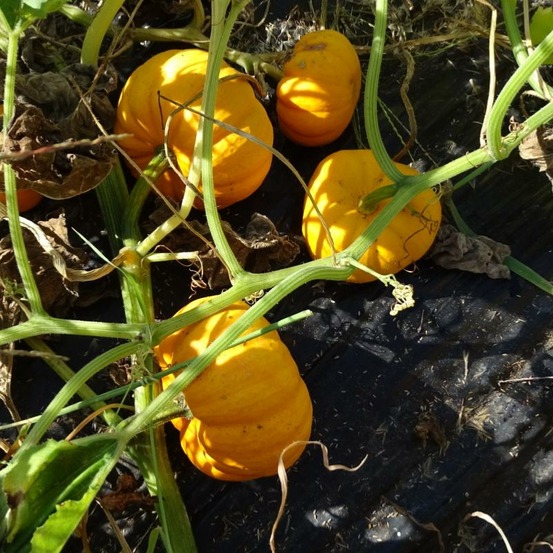 Plant de courge potiron jack be little bio - lot de 8 (livraison offerte)