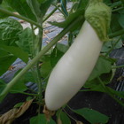Plant d'aubergine longue blanche bio - lot de 8 (livraison offerte)