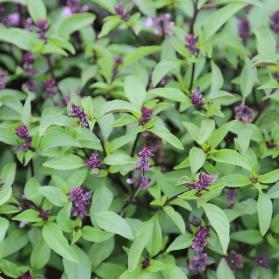 Plant basilic thai bio - lot de 4