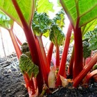 Plant rhubarbe côtes rouges victoria bio - lot de 8 (livraison offerte)