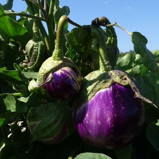 Plant d'aubergine striée rosa bianca bio - lot de 8 (livraison offerte)