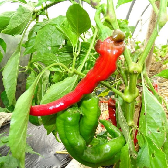 Plant piment doux des landes bio - lot de 4