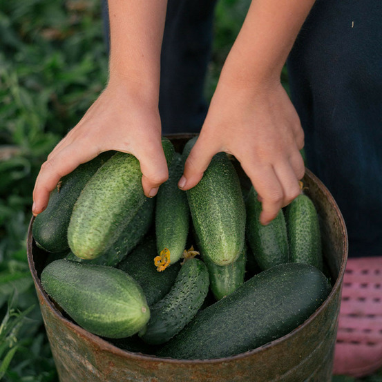 Plant concombre raider f1 maraîcher en motte