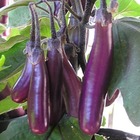 Plant d'aubergine slim jim bio - lot de 4