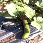 Plant de concombre long maraicher bio - lot de 4