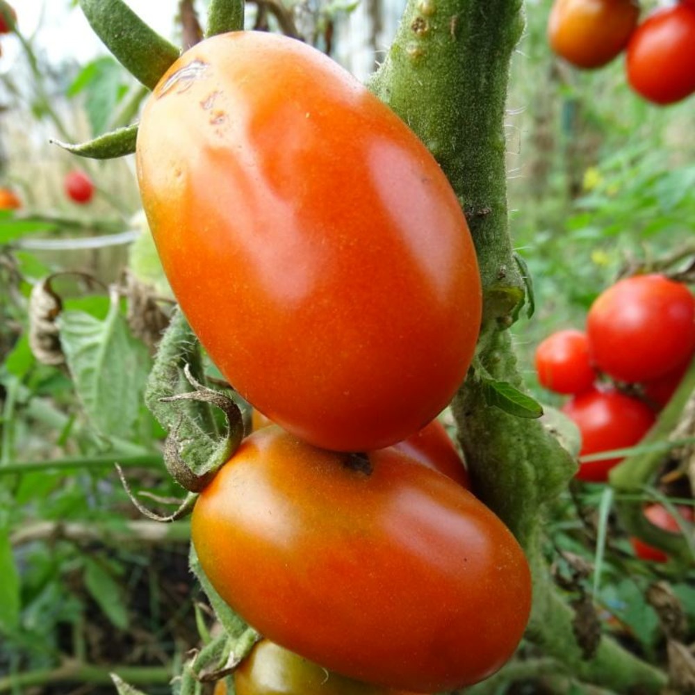 Plant tomate ancienne roma bio - lot de 8 (livraison offerte)