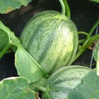 Plant melon charentais sucrine de tours bio - lot de 4