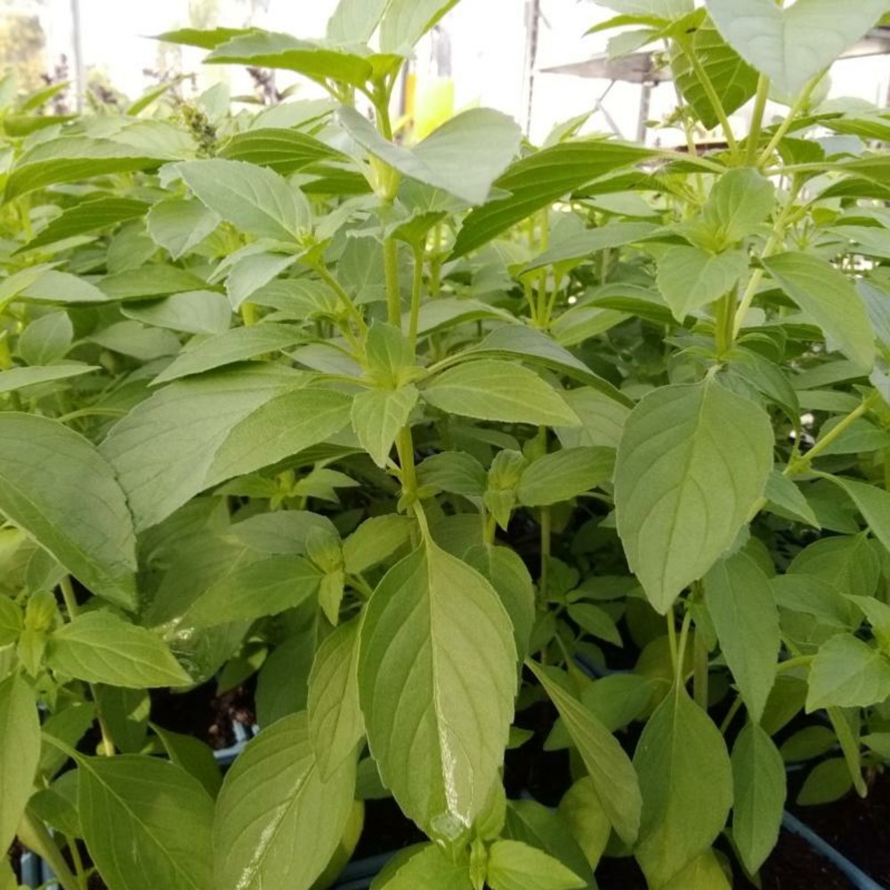 Plant basilic citron bio - lot de 4