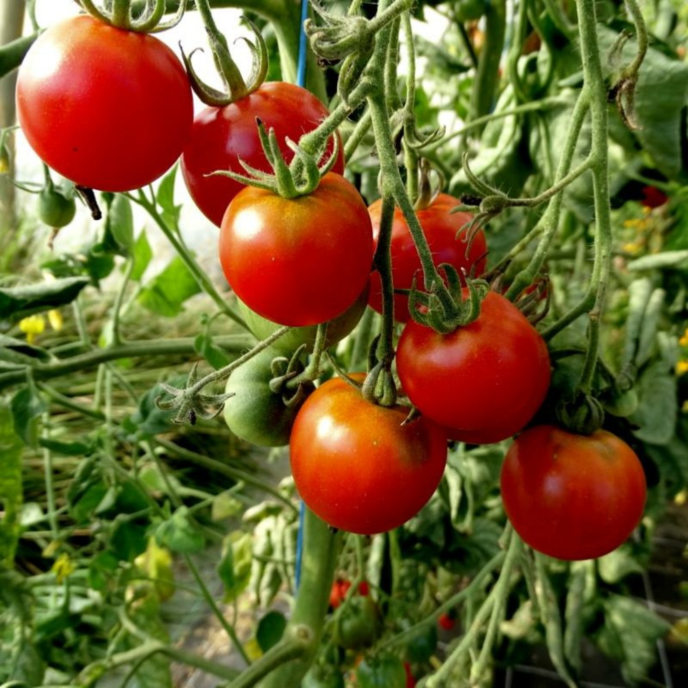 Plant tomate cerise dlice des jardiniers bio - lot de 8 (livraison  offerte) | Truffaut