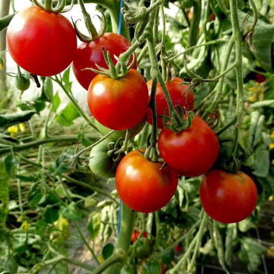 Plant tomate cerise délice des jardiniers bio - lot de 8 (livraison offerte)